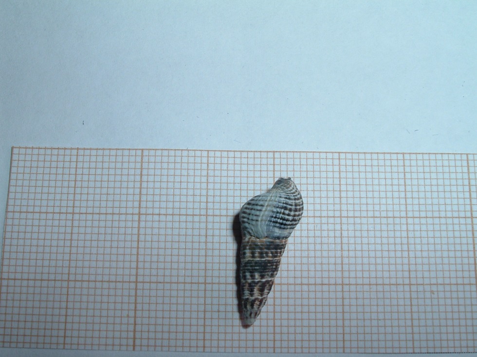 Cerithium 2